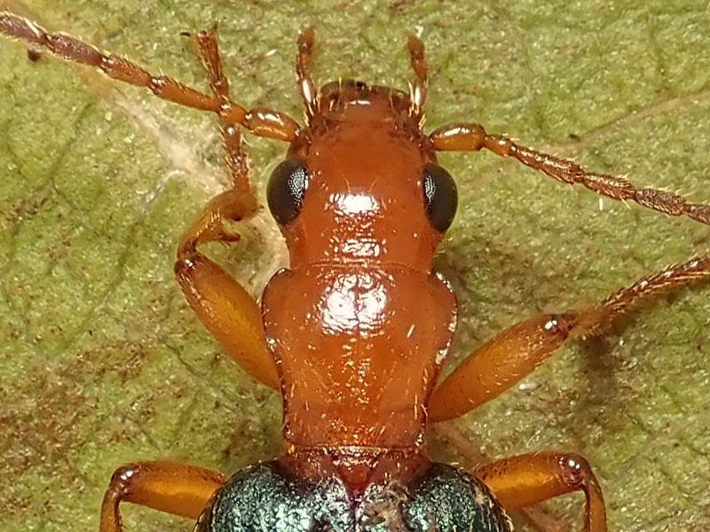 Carabidae: Brachinus elegans e B. psophia da confermare